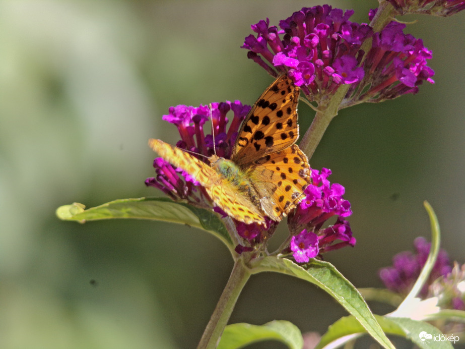 Közönséges gyöngyházlepke az új kertvendég :)