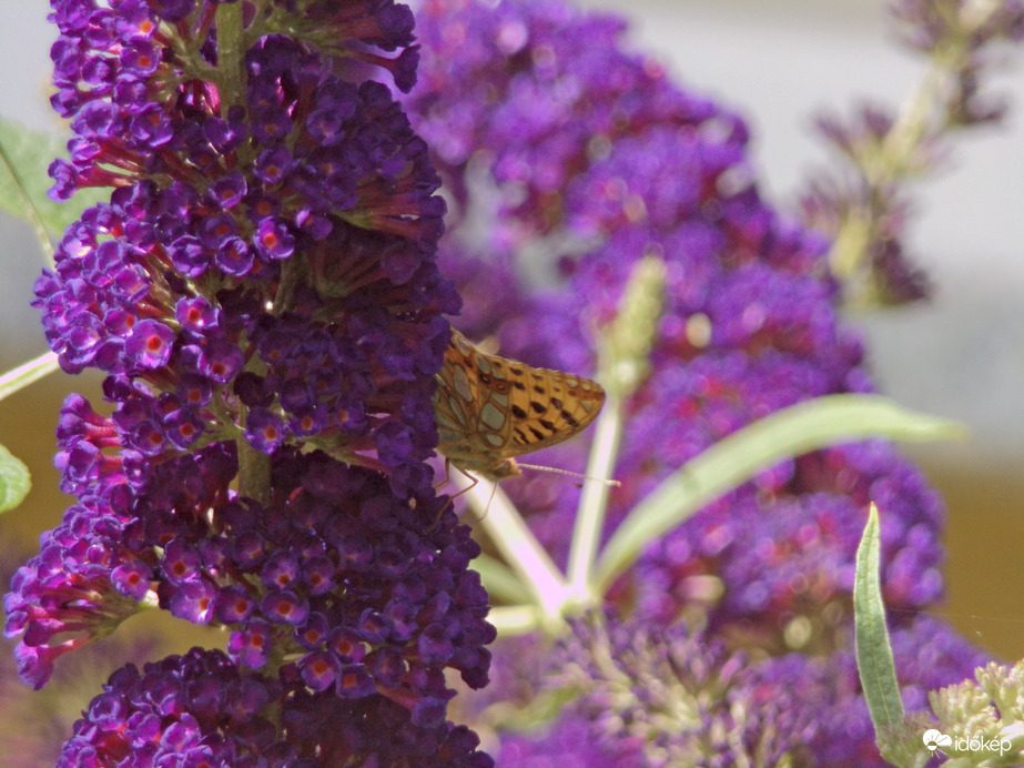 Közönséges gyöngyházlepke 