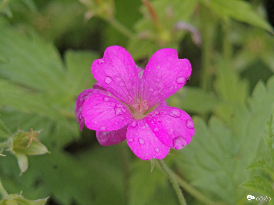 A jól megérdemelt eső utáni kép egy gólyaorr virágáról
