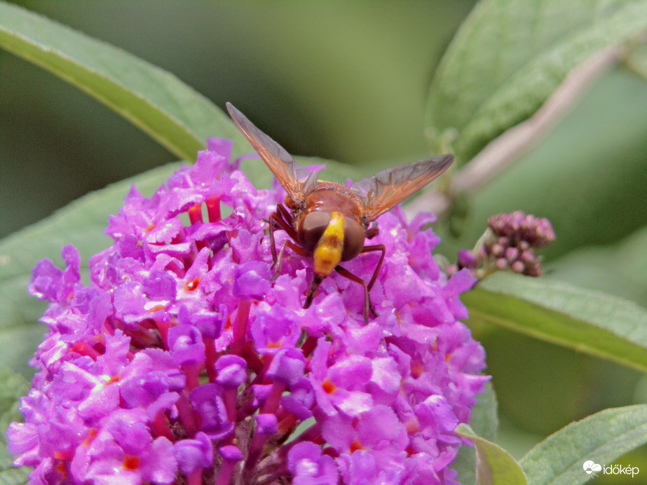 Szemezés a kétöves piheléggyel :D