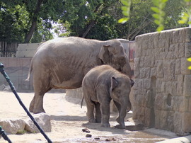  Samu az ázsiai elefánt borjú és Angele az anyja :)