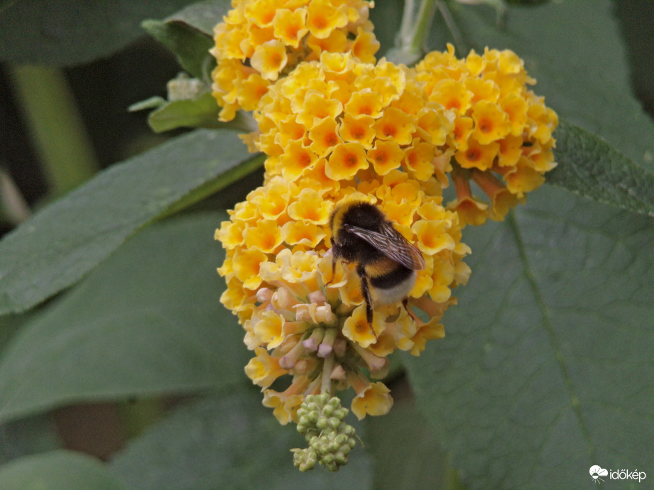 Földi poszméh a nyáriorgonán 