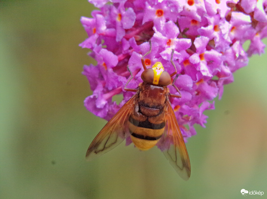 Mai vendég a kétöves pihelégy 