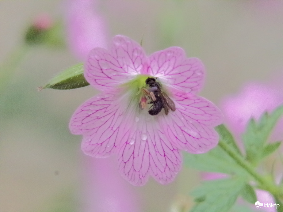 Chelostoma a gólyaorron