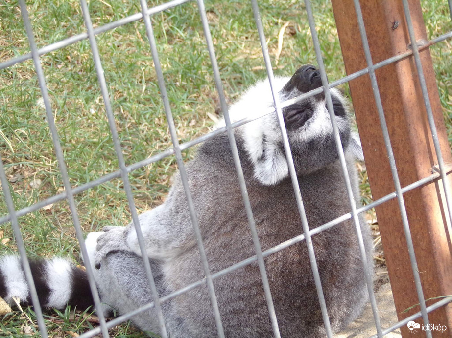  Gyűrűsfarkú maki