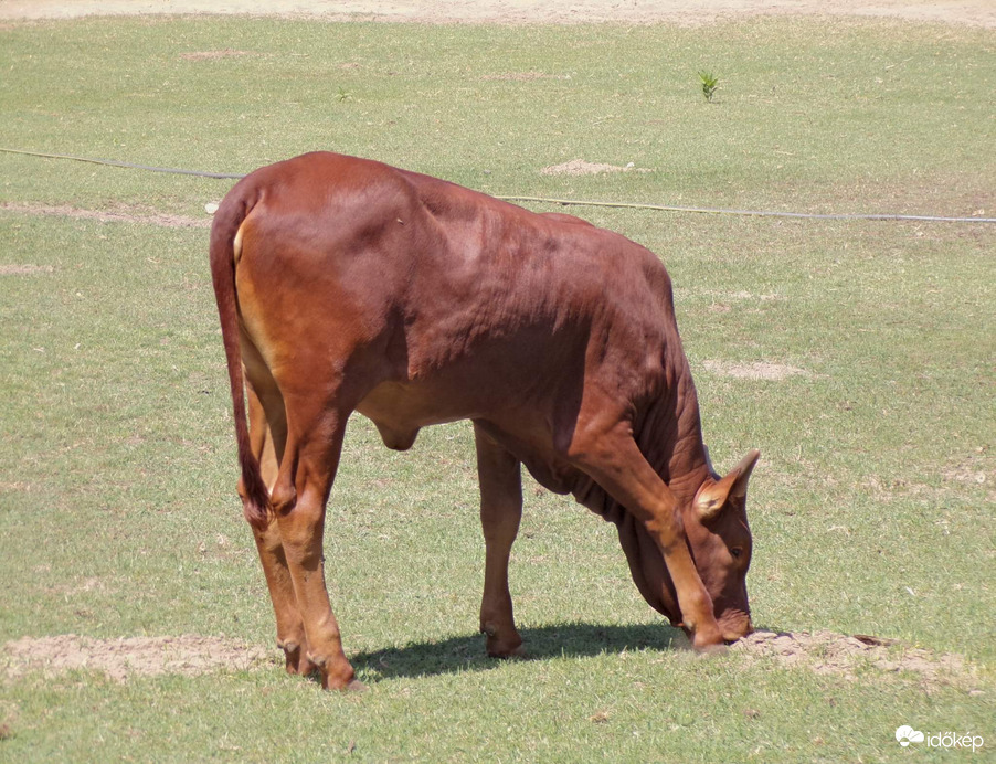 Watusi marha borjú