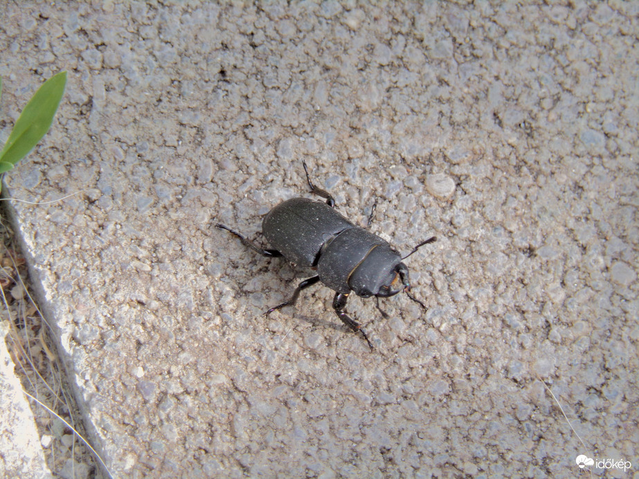 Kis szarvasbogár 