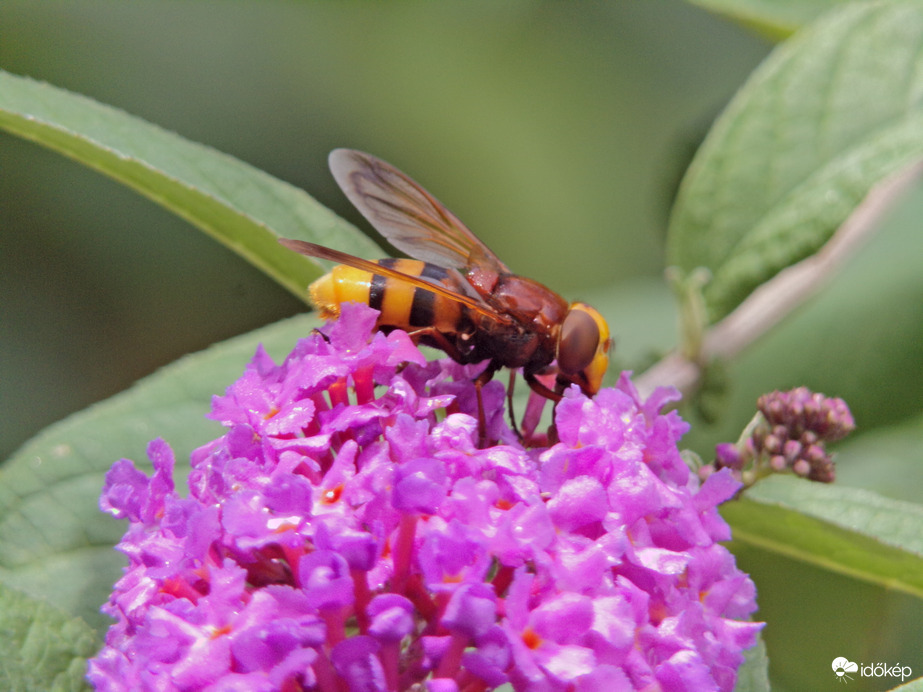 Egy lenyűgöző rovar a kétöves pihelégy :) 