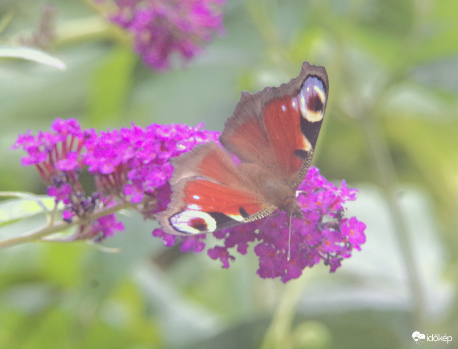 Nyáriorgonán táplálkozó nappali pávaszem :)