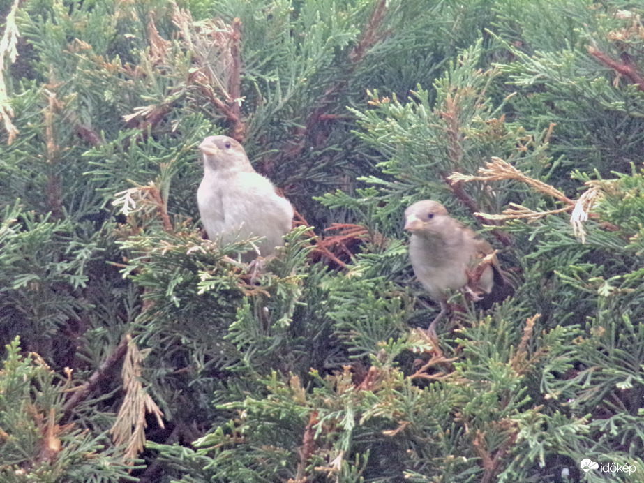 Házi verebek körülnéznek