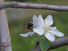Faliméh beporozza az alma virágot 