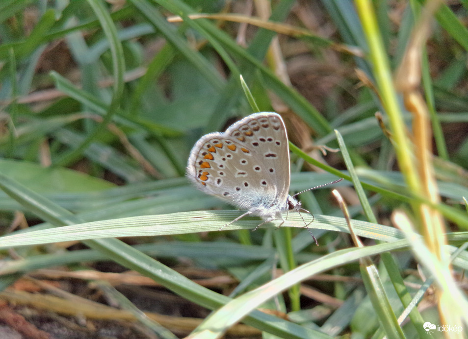 Szépséges közönséges boglárka :)