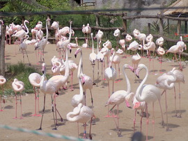 Rózsás flamingók