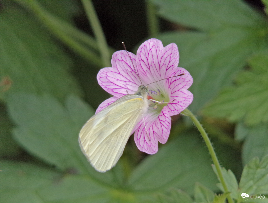 Répalepke a gólyaorron 