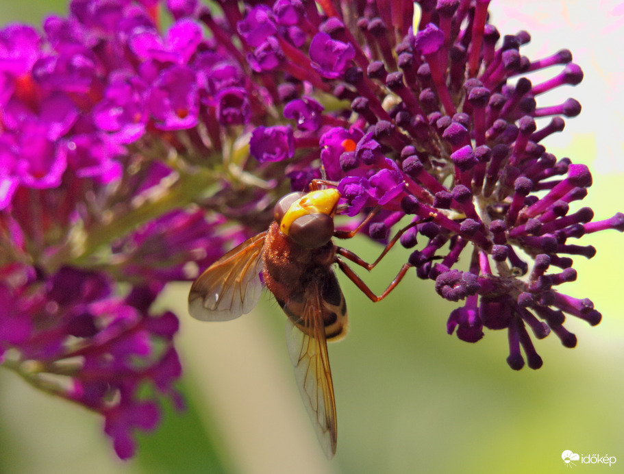 Szépséges kétöves pihelégy :)