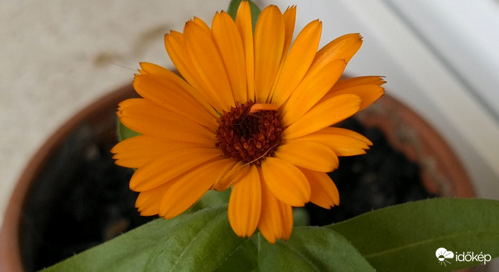 Sikeresen kinyílt a túlélő körömvirág :)