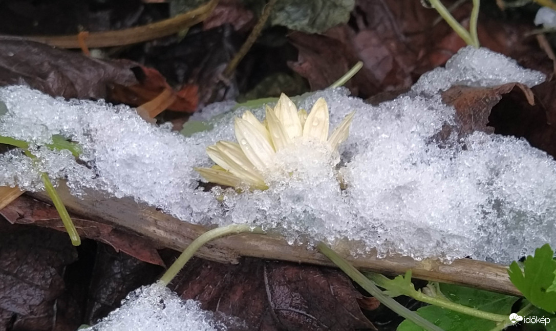 Havas levélhez tapadva 