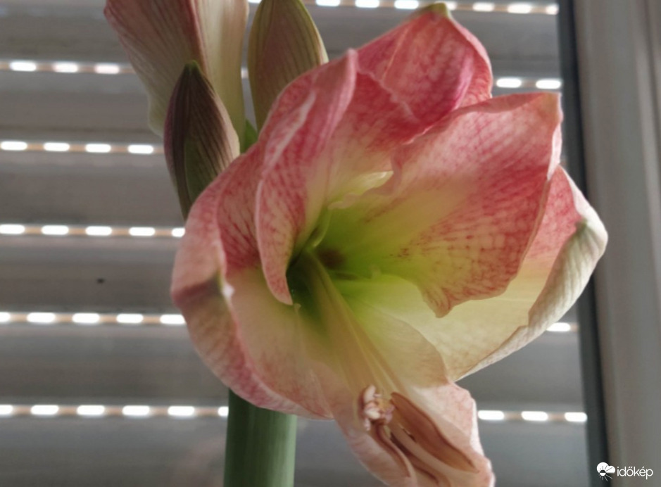 Amaryllis