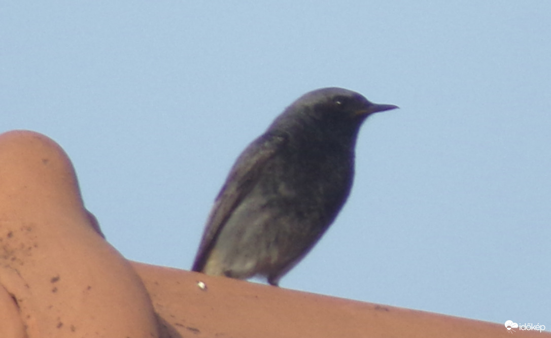 Házi rozsdafarkú hím