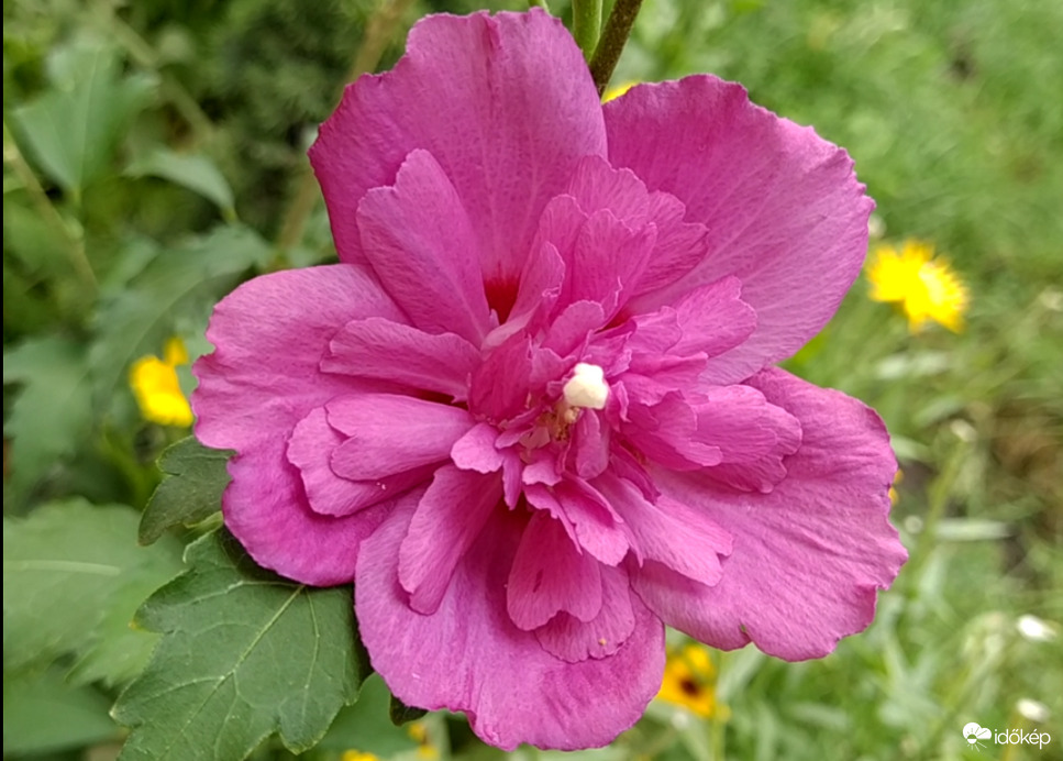 Purple Ruffles Mályvacserje 