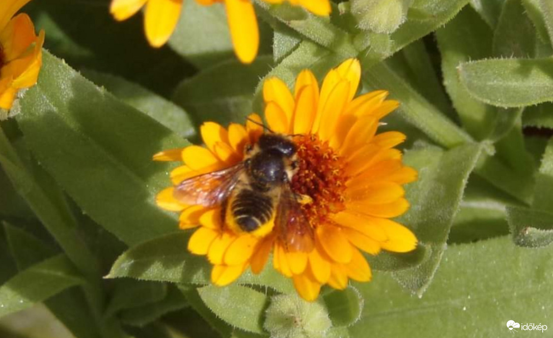 Méh a körömvirágon 