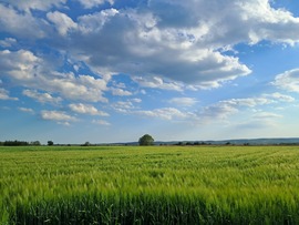 Búzamezőn