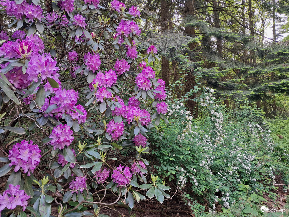 Jeli arborétum