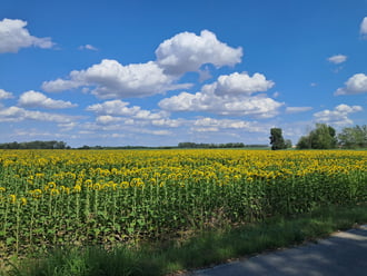 Hátraarc