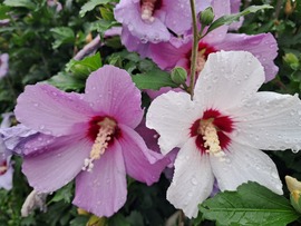 Hibiszkuszék
