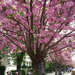 Cseresznyefa-virágzás 2
