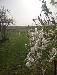 Mezőgyán