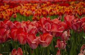 Tulipános - 1