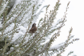 Rozmaringos madárka