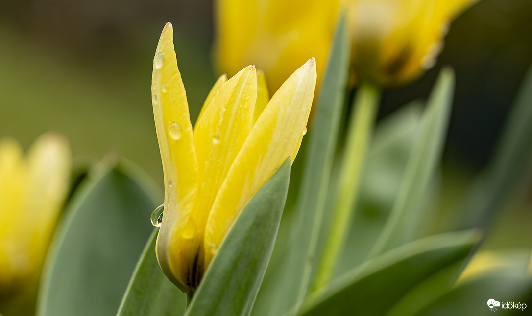 Tulipánok
