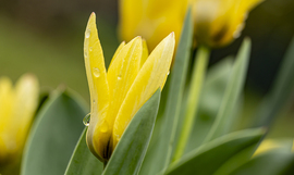 Tulipánok