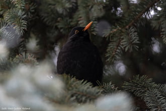 Kertünkben élő, sokszor halkan csicsergő Fekete rigónk! :-)