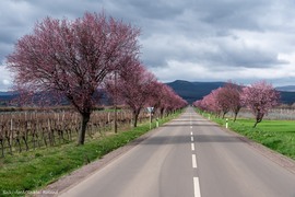 Gyöngyöstarján-kezdődik :-)