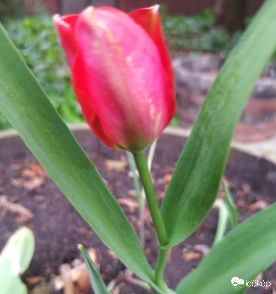 Az első Tulipán