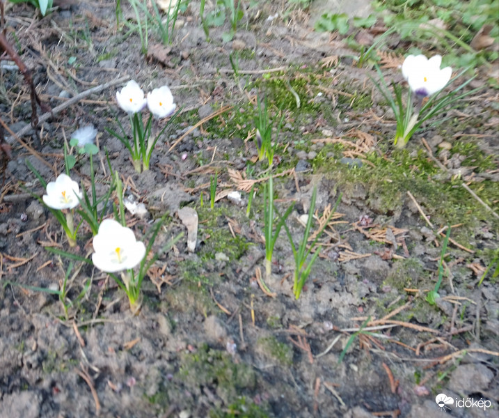 Kibontakozik a Tavasz