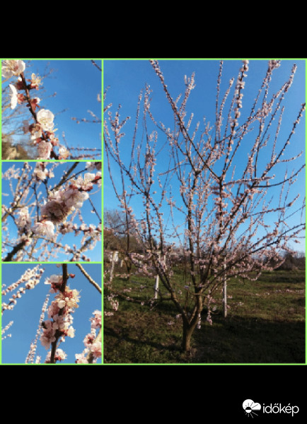 Kolázs vs autókolázs