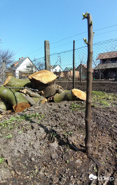 Új fa lesz a kertben