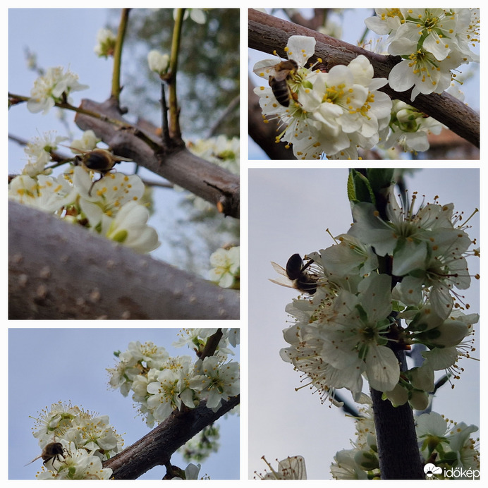 Már a szilva fát is lepik