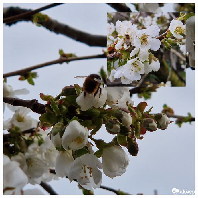 Lassan a cseresznyét is lepik