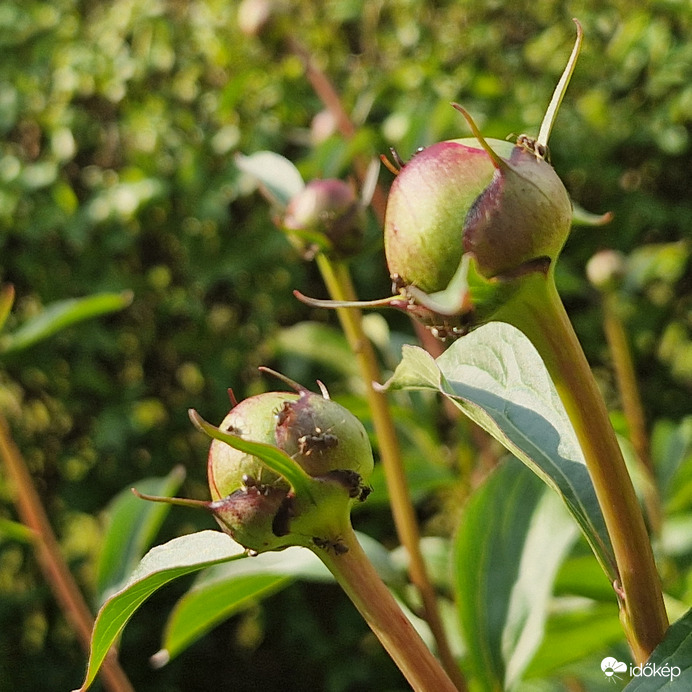 Lassan nyilik a Pünkösdi
