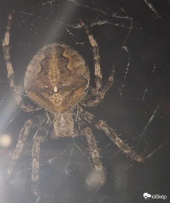 Keresztes az ablakon