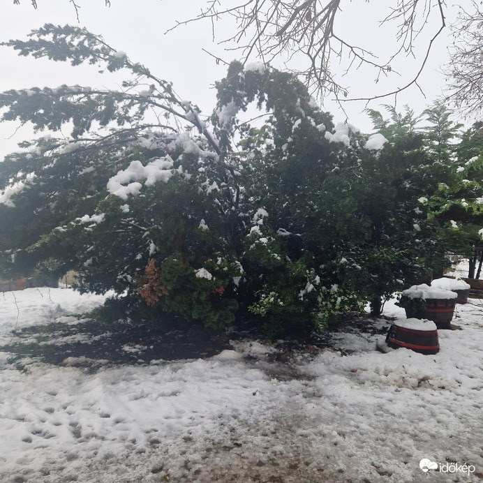 Széterűlő Tiszafa