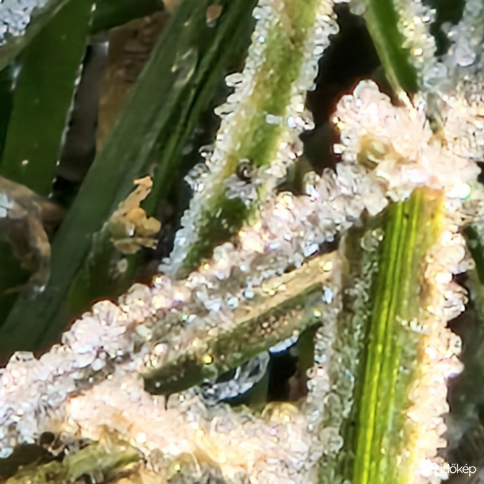 Utolsó Fagyoskodás