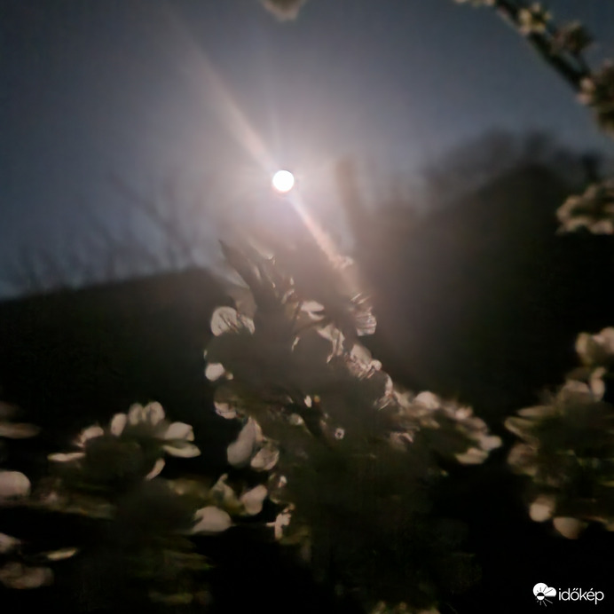 Hold Világitotta Szilva Virágzat