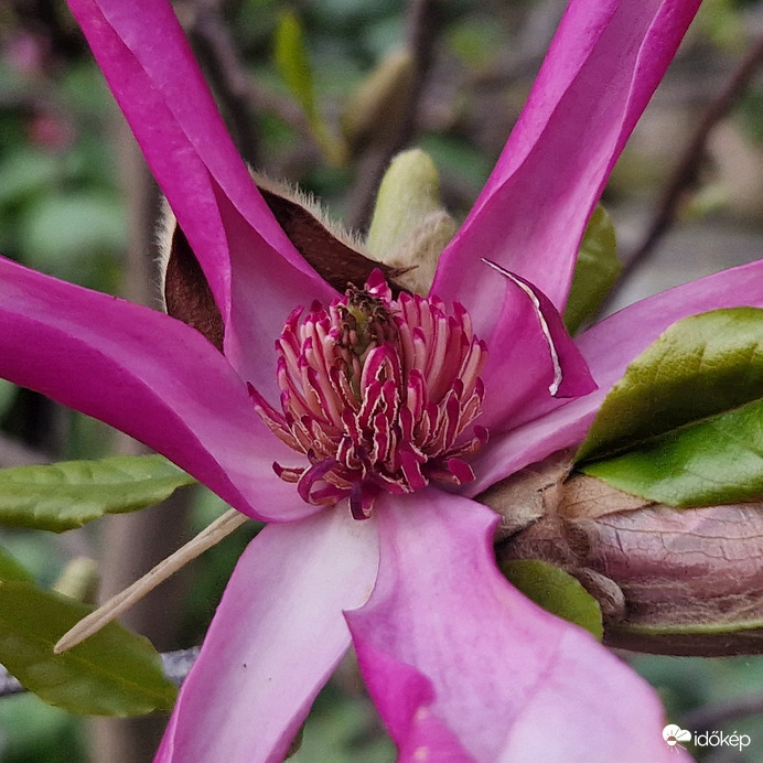 Magnolia Virágzat