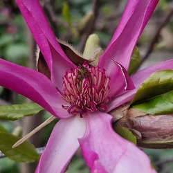 Magnolia Virágzat
